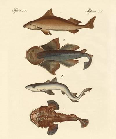 Diferentes tipos de tiburones de German School