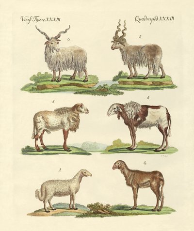 Diferentes tipos de ovejas de German School