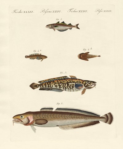 Diferentes tipos de mariscos de German School