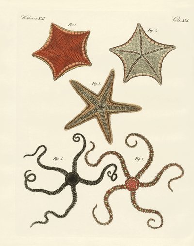 Diferentes tipos de estrellas de mar de German School