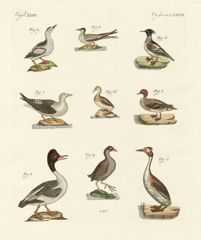 Diferentes tipos de aves acuáticas de German School