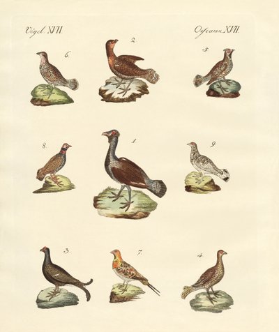 Diferentes tipos de gallinetas de German School