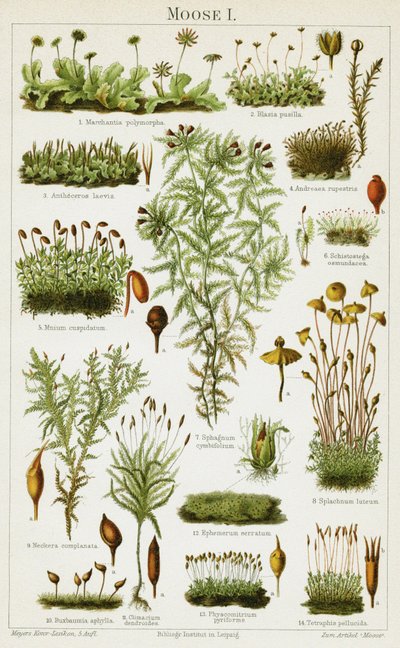 Diferentes especies de musgo de German School