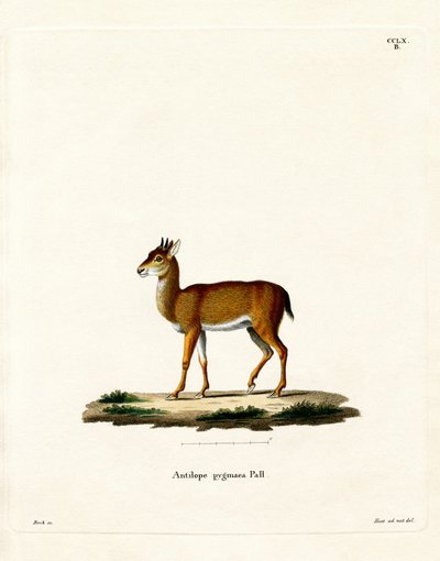 Dik-dik de German School