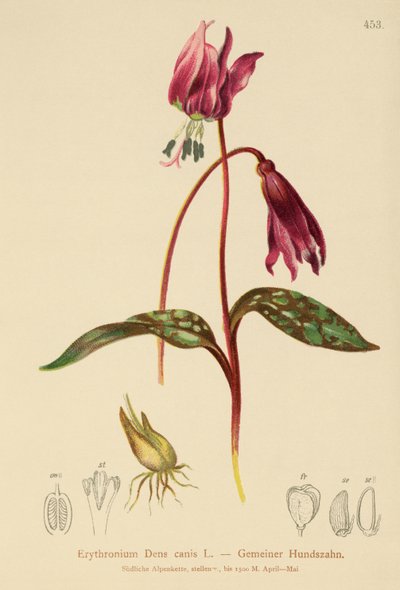 Violeta Diente de Perro (Erythronium Dens canis, Erythronium caninum) de German School