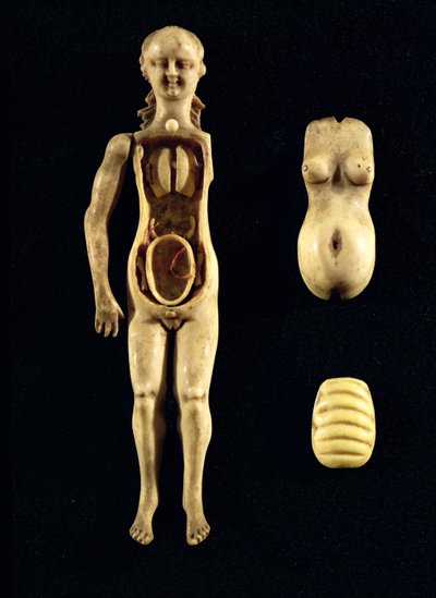 Muñeca que muestra la anatomía del cuerpo humano de German School