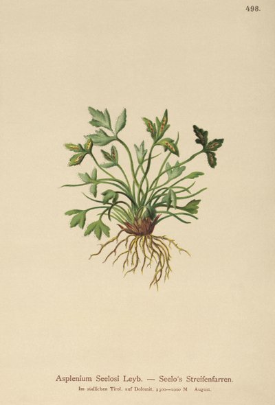Asplenium Seelosii de German School