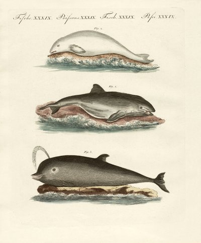 Delfines de German School