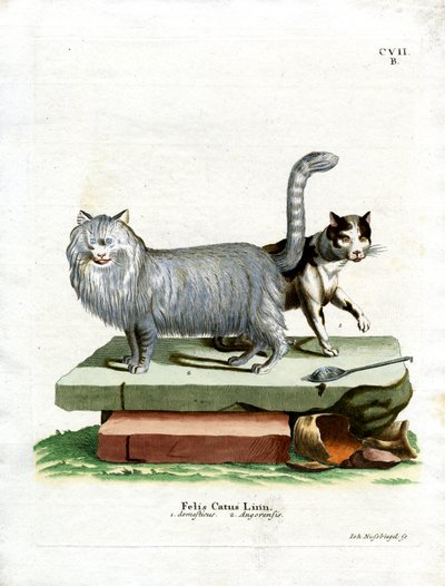 Gato Doméstico de German School