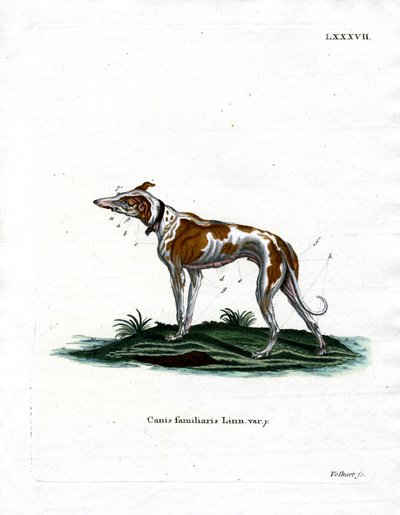 Perro doméstico de German School