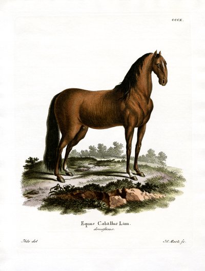 Caballo doméstico de German School