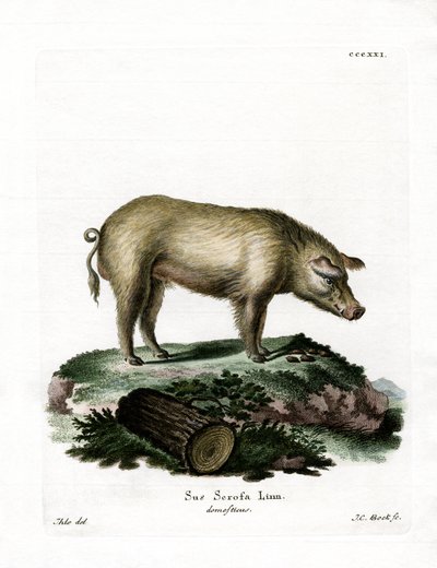 Cerdo doméstico de German School