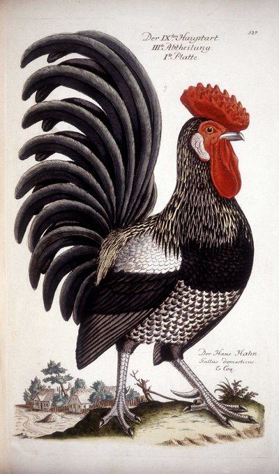 Gallo doméstico - Tratado alemán del siglo XVIII. de German School