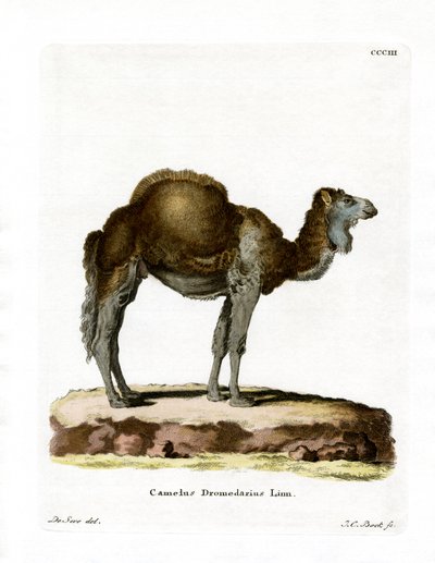 Dromedario de German School