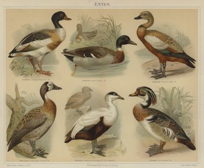 Patos (litografía en color) de German School