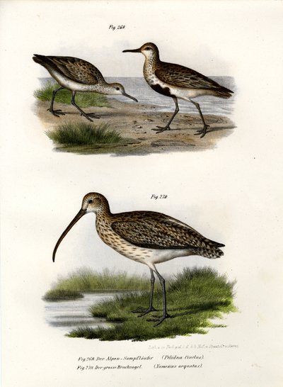 Correlimos común, 1864 de German School