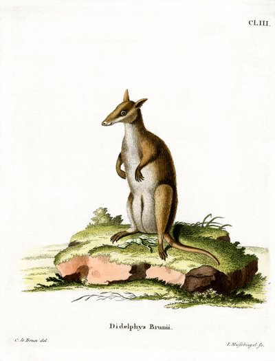 Wallaby oscuro de German School
