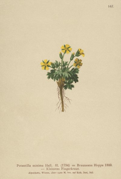 Potentilla enana (Potentilla minima, Potentilla Brauneana, Potentilla dubia) de German School