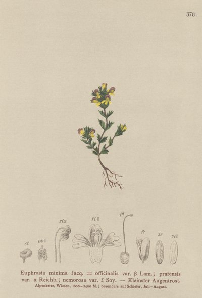 Eufrasia enana (Euphrasia minima, Euphrasia officinalis, Euphrasia pratensis var. nemorosa) de German School