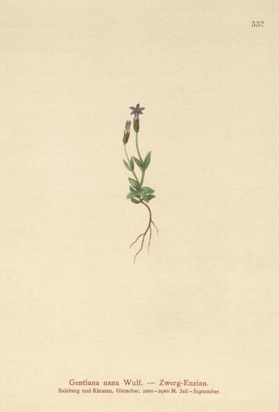 Genciana enana (Gentiana nana, Gentianella nana) de German School