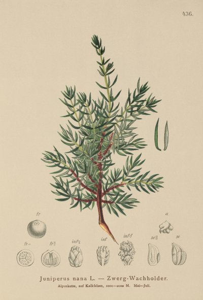 Enebro enano (Juniperus nana, Juniperus communis subsp. nana, Juniperus communis var. saxatilis) de German School