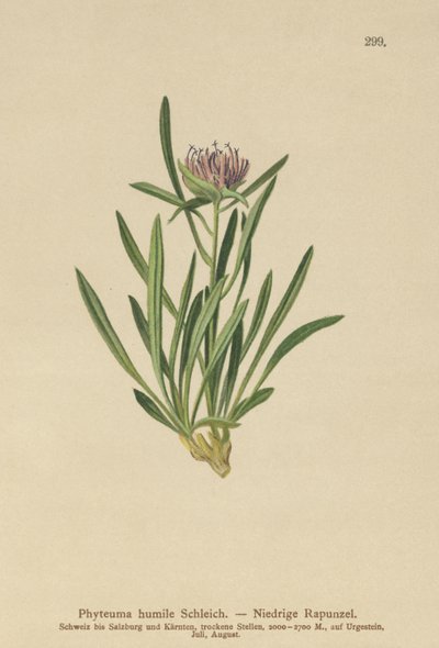 Rampion enano (Phyteuma humile) de German School