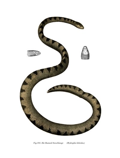 Serpiente Marina Enana de German School