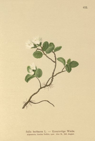 Sauce enano (Salix herbacea) de German School