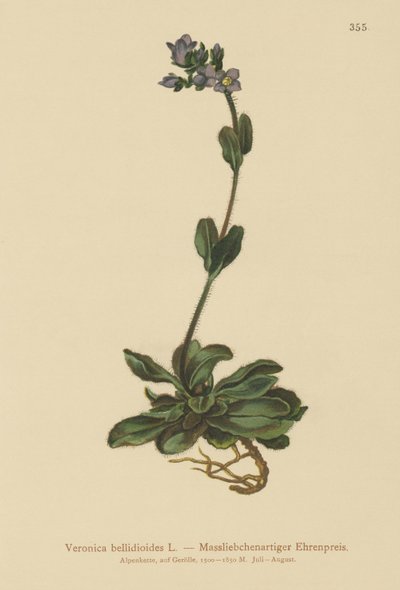 Verónica azul enana (Veronica bellidioides) de German School