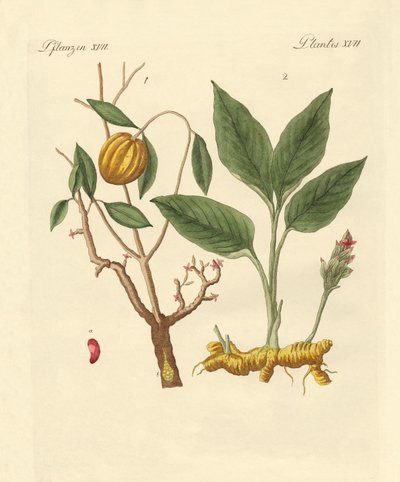 Plantas tintóreas de German School