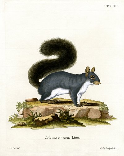 Ardilla Gris Oriental de German School