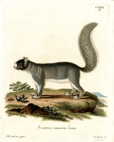 Ardilla Gris Oriental de German School