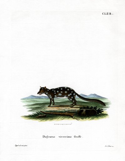 Quoll Oriental de German School