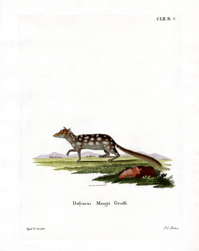 Quoll oriental de German School
