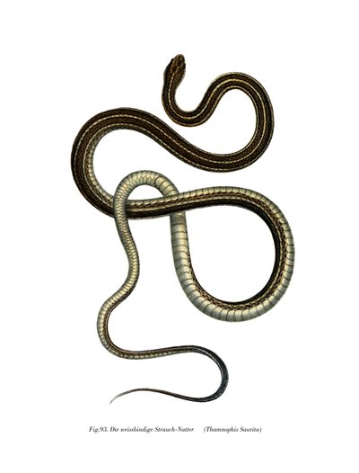 Serpiente de cinta oriental de German School