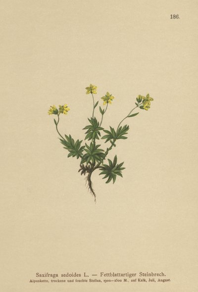 Saxífraga oriental (Saxifraga sedoides) de German School