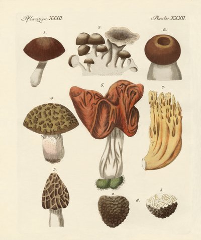 Hongos comestibles de German School