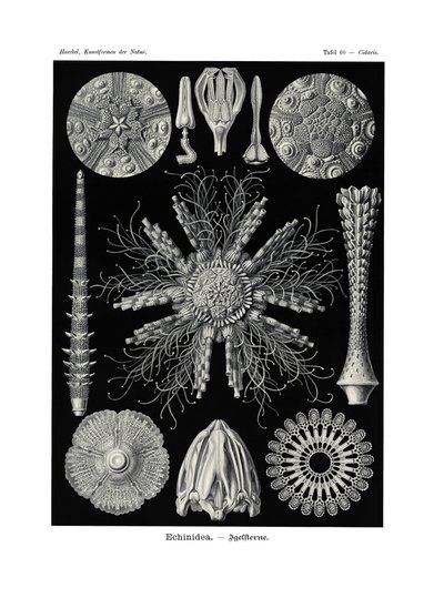 Echinidea de German School