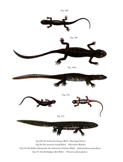 Tritón acanalado de la península de Edough de German School