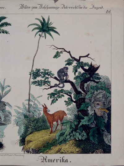Póster educativo con flora y fauna de Sudamérica, lado derecho, publicado por F. Wentzel, Weissenburg, 1840 de German School
