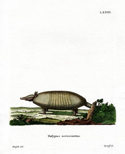 Armadillo de Ocho Bandas de German School