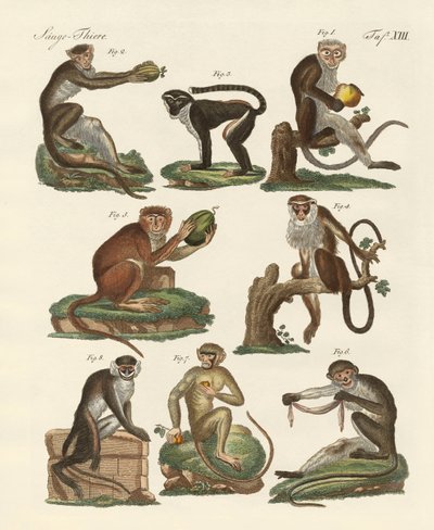 Ocho tipos de monos guenon de German School