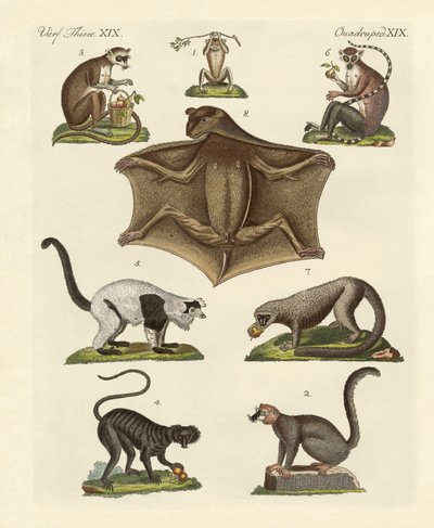 Ocho tipos de lémures de German School