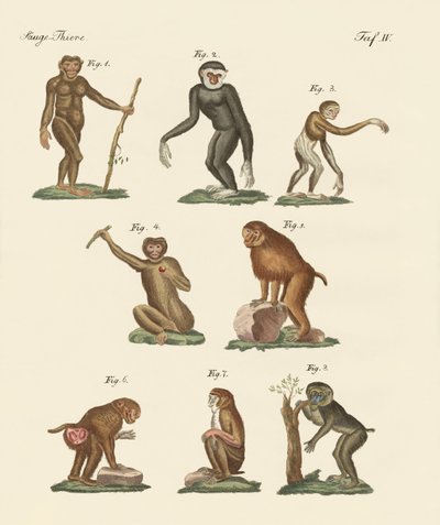 Ocho tipos de monos de German School