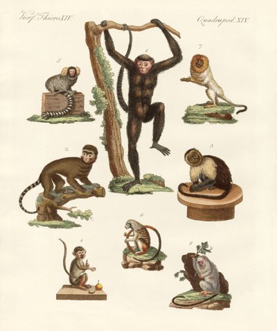 Ocho tipos de monos de German School