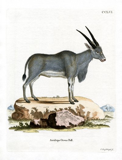 Antílope Eland de German School