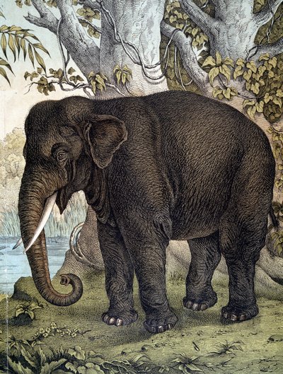 Elefante - en "Historia Natural de los Mamíferos", ed. Schreiber, Múnich de German School