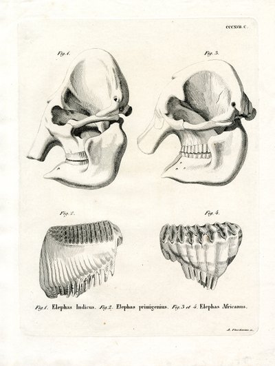 Cráneos de Elefante de German School