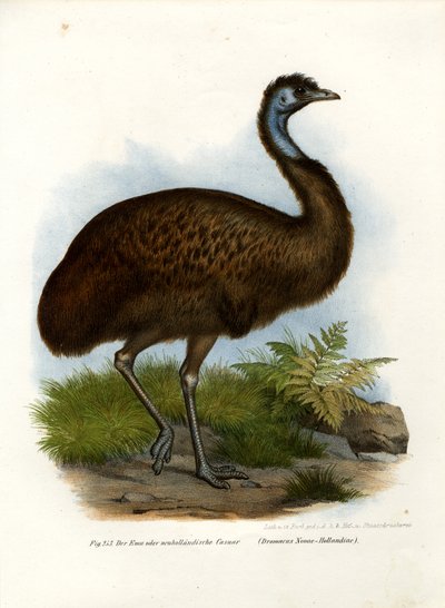 Emú, 1864 de German School