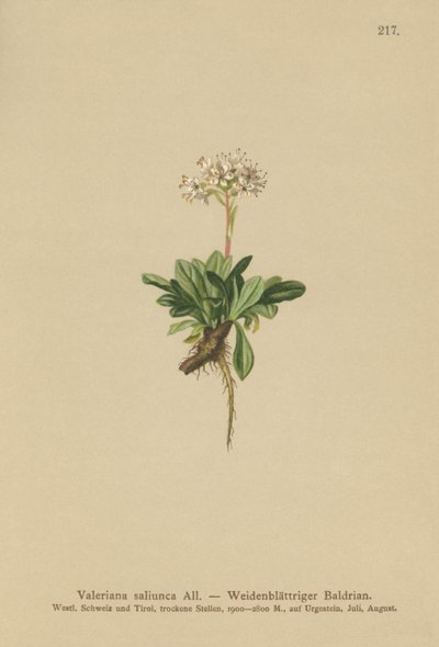 Valeriana de hoja entera (Valeriana saliunca) de German School